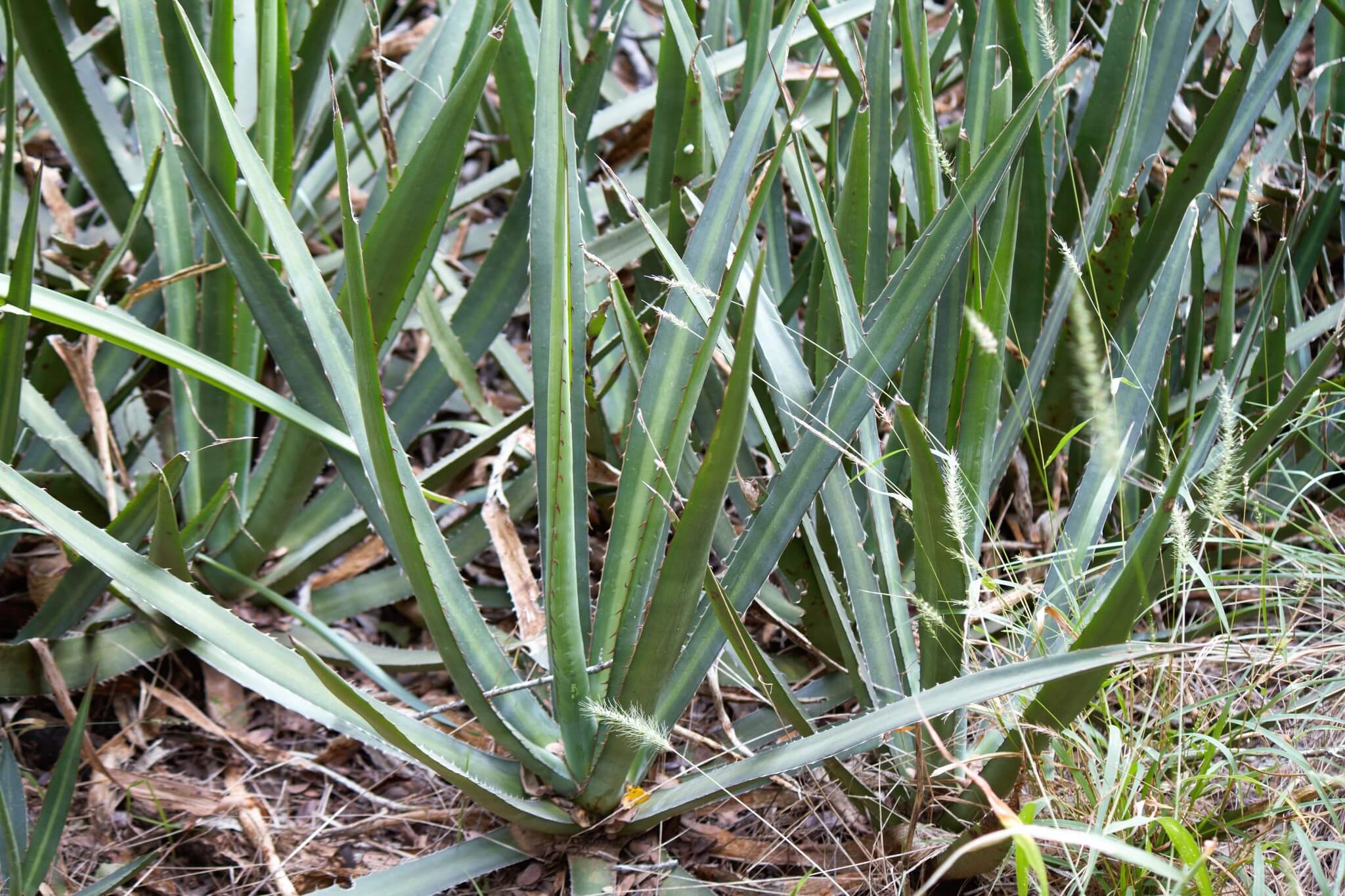 Agave univittata